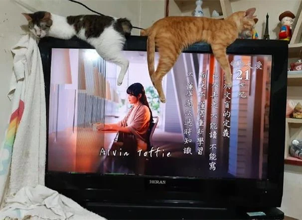 How to stop a cat from climbing your TV