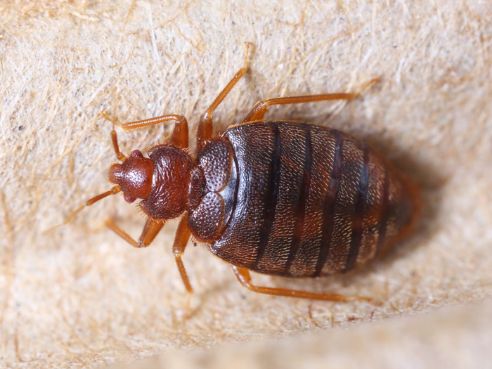 What Kills Bedbugs Instantly In Nigeria